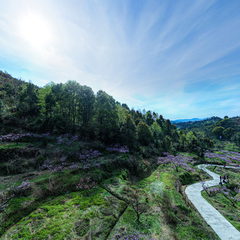 向桥桃花谷