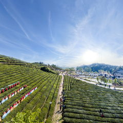 雾云山梯田生态旅游区茶场